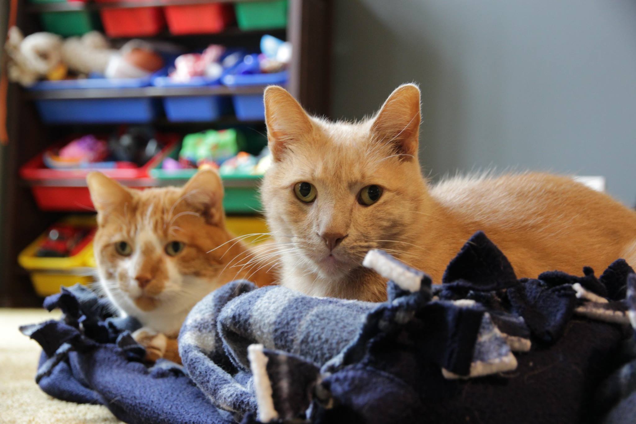 My two cats on a blanket, Leo foreground, Buck background